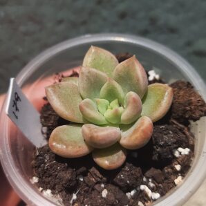 Pachyveria Melody