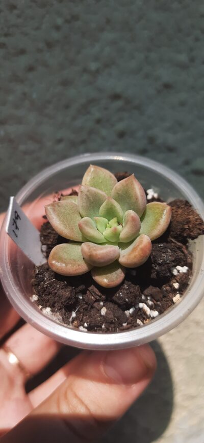Pachyveria Melody