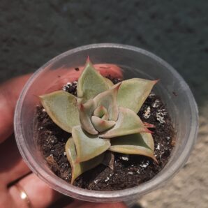 Echeveria Madiba