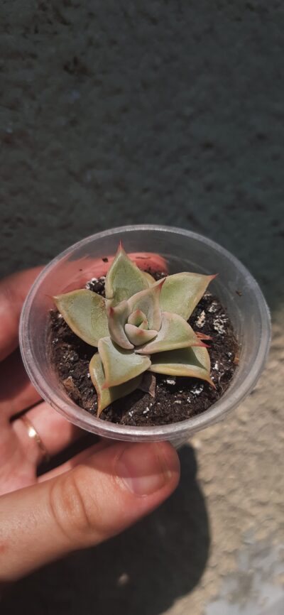 Echeveria Madiba