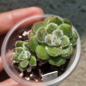 Echeveria Doris Taylor