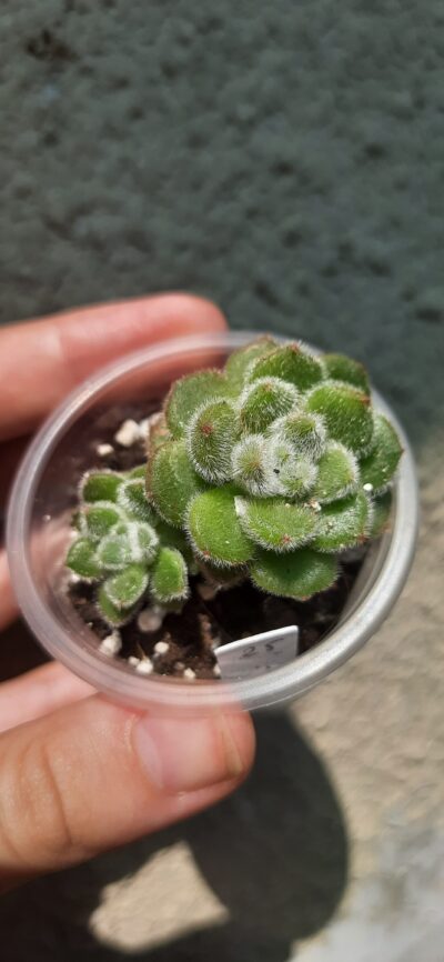 Echeveria Doris Taylor