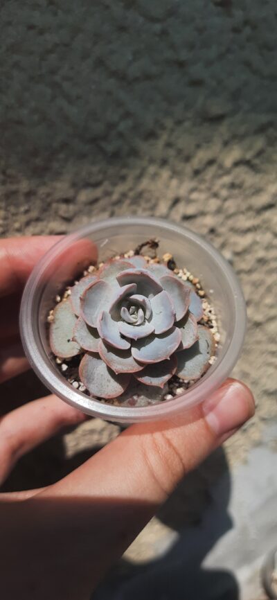 Echeveria Subsessilis