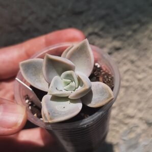 Echeveria Yeti
