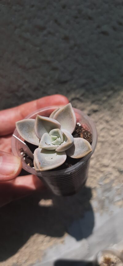 Echeveria Yeti