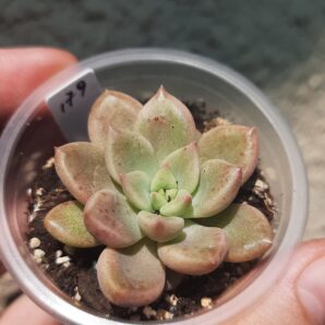 Pachyveria Melody