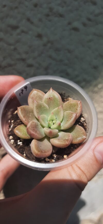 Pachyveria Melody