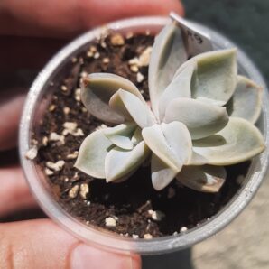 Echeveria Yeti подвійна