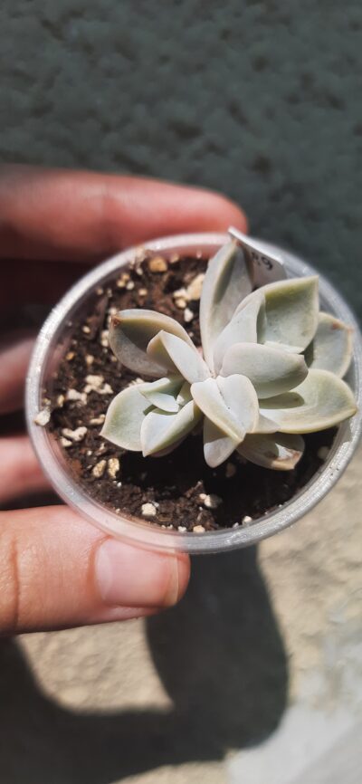 Echeveria Yeti подвійна