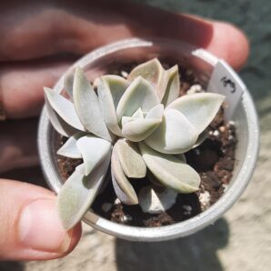 Echeveria Yeti потрійна