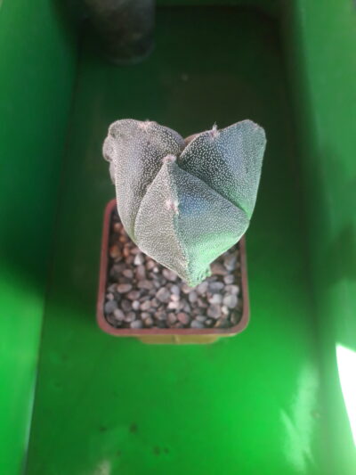 Astrophytum myriostigma f. tricostatum