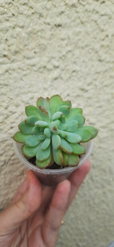 Echeveria Blue Elf ділиться на 2 голови
