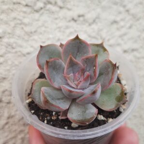 Echeveria Dark Desire