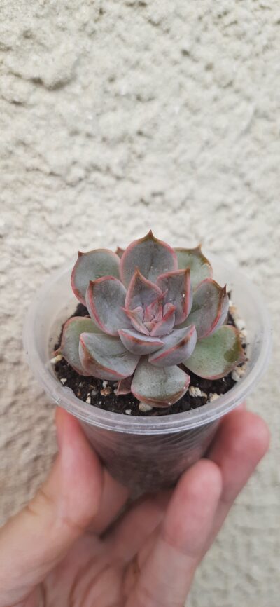 Echeveria Dark Desire