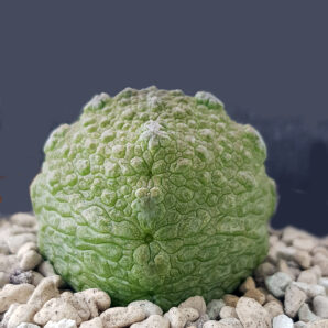 Pseudolithos Cubiformis | 89