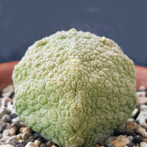 Pseudolithos Cubiformis