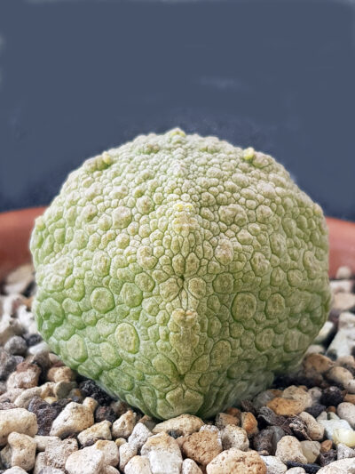 Pseudolithos Cubiformis