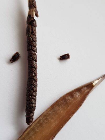Pseudolithos Cubiformis - пакет семян 5 шт+1 в подарок, бесплатная доставка по Украине Опт от 10 шт