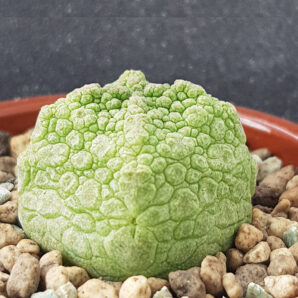 Pseudolithos Cubiformis