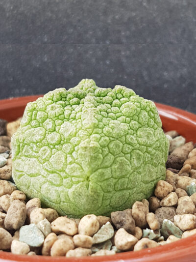 Pseudolithos Cubiformis