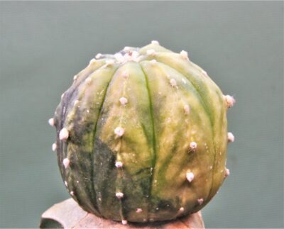 astrophytum-asterias-variegata-p1