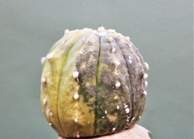 astrophytum-asterias-variegata-p1 - Зображення 4