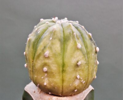 astrophytum-asterias-variegata-p1 - Зображення 3