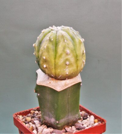 astrophytum-asterias-variegata-p1 - Зображення 2