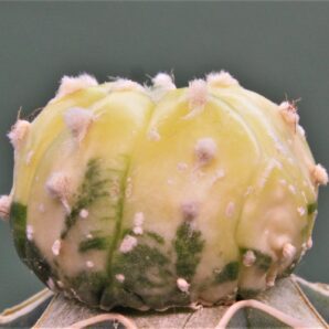 astrophytum-asterias-variegata-p2