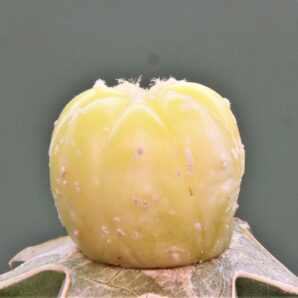 astrophytum-asterias-variegata-p3