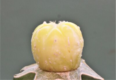 astrophytum-asterias-variegata-p3