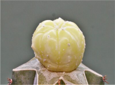 astrophytum-asterias-variegata-p3 - Зображення 2