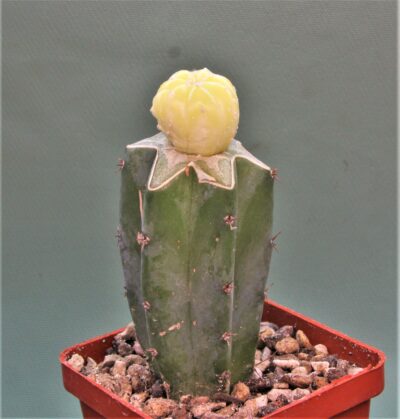 astrophytum-asterias-variegata-p3 - Зображення 3