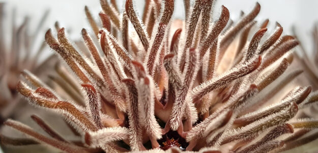 RareExotica