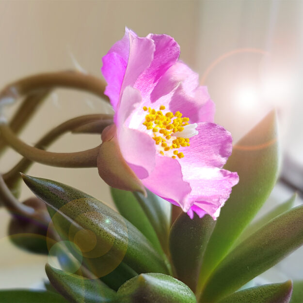 RareExotica