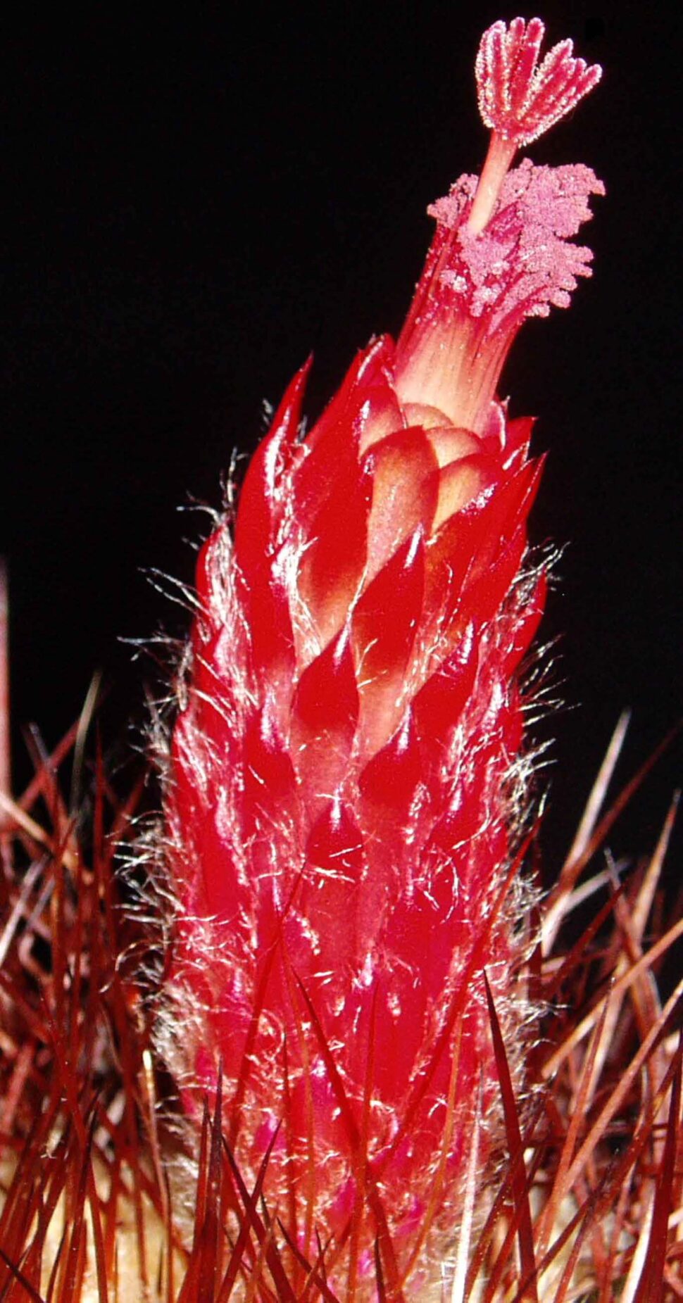 Denmoza rhodacantha