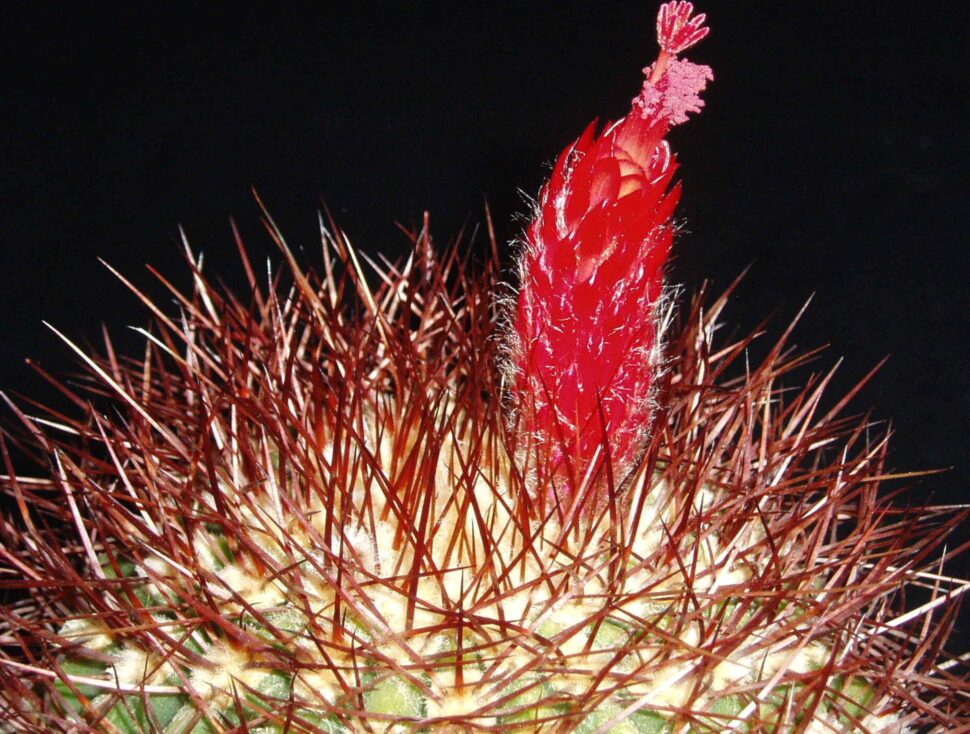 Denmoza rhodacantha