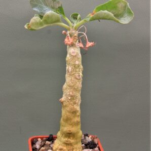 dorstenia-gypsophila-somalia-1