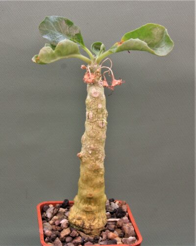 dorstenia-gypsophila-somalia-1