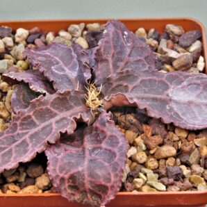 euphorbia-francoisii-gybrid-1