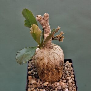 euphorbia-subapoda-madagascar-3