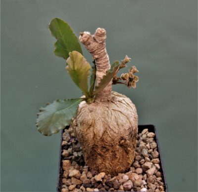 euphorbia-subapoda-madagascar-3