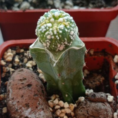 astrophytum cv. muscle