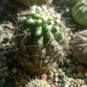copiapoa mollicula