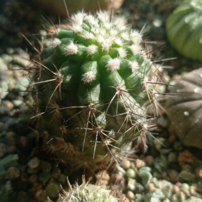 copiapoa mollicula