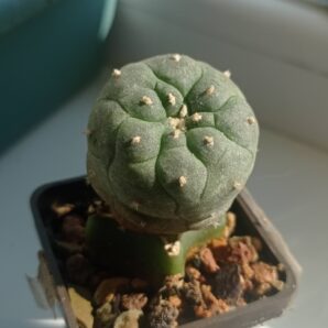 Lophophora jordaniana