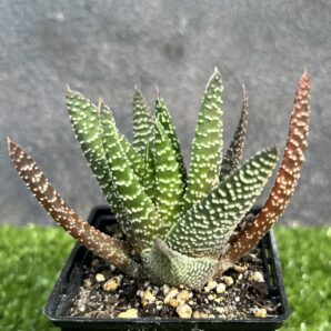 Haworthia