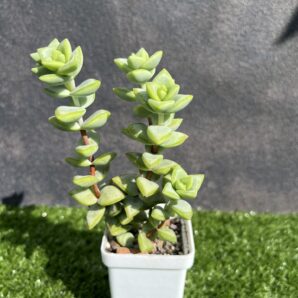 Сrassula rupestris Aiboshi