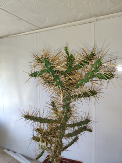 Cylindropuntia molesta - Зображення 2