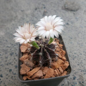Gymnocalycium mihanovichii
